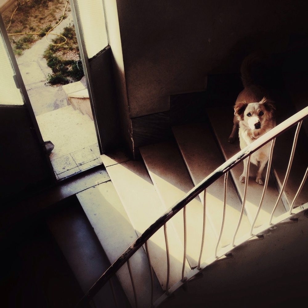Système d’alarme installé dans un salon où un chien se repose paisiblement.