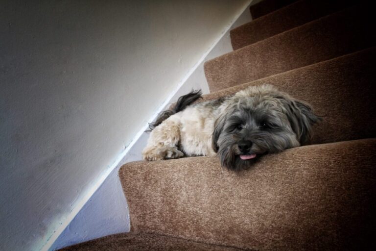 Chien dormant dans un couloir la nuit avec un détecteur d’alarme au mur.