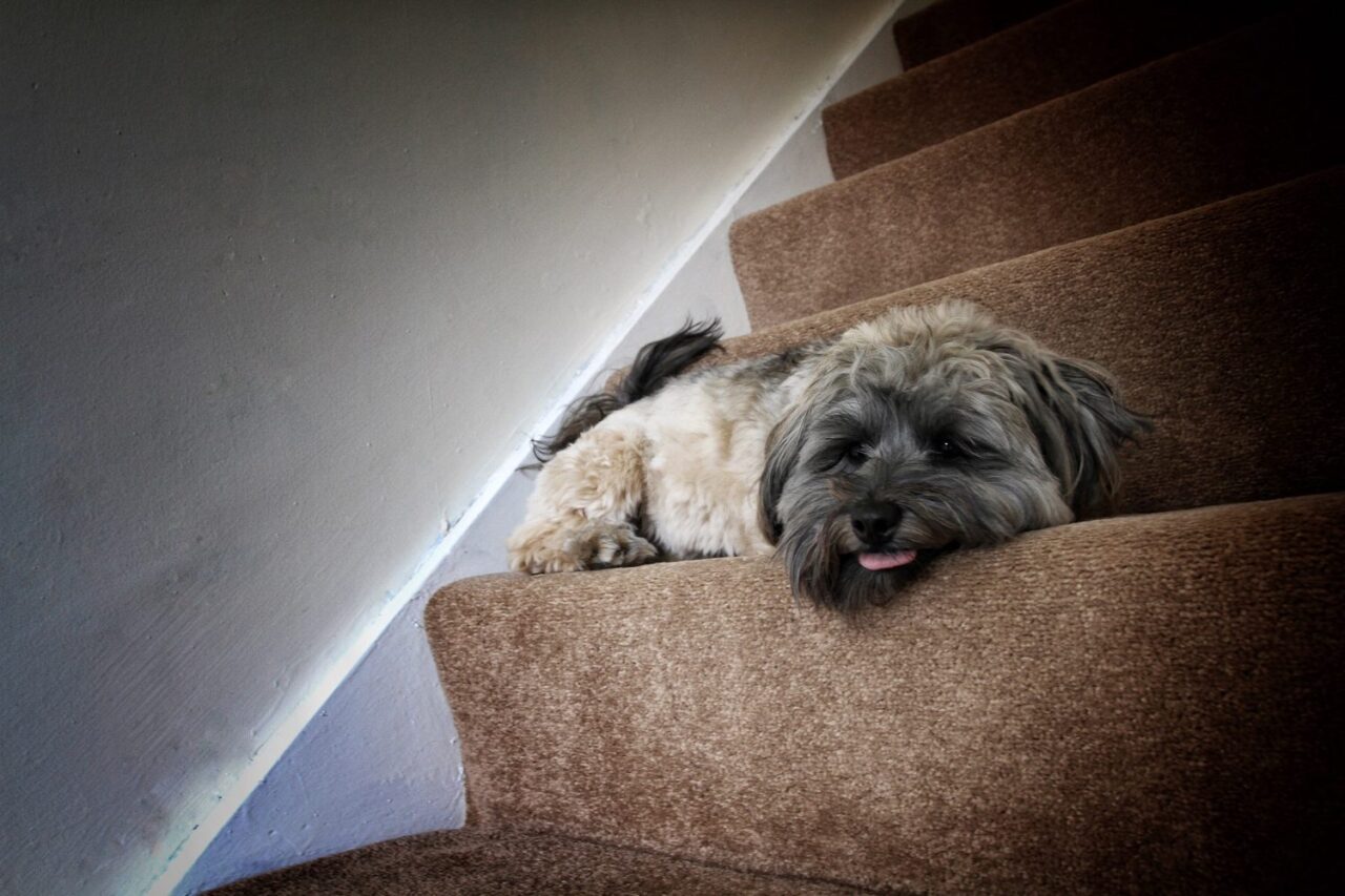 Chien dormant dans un couloir la nuit avec un détecteur d’alarme au mur.