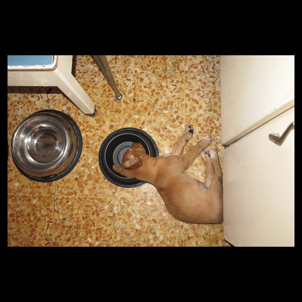 Vue rapprochée d’une bonde de douche et de son siphon à vérifier avant de déboucher.