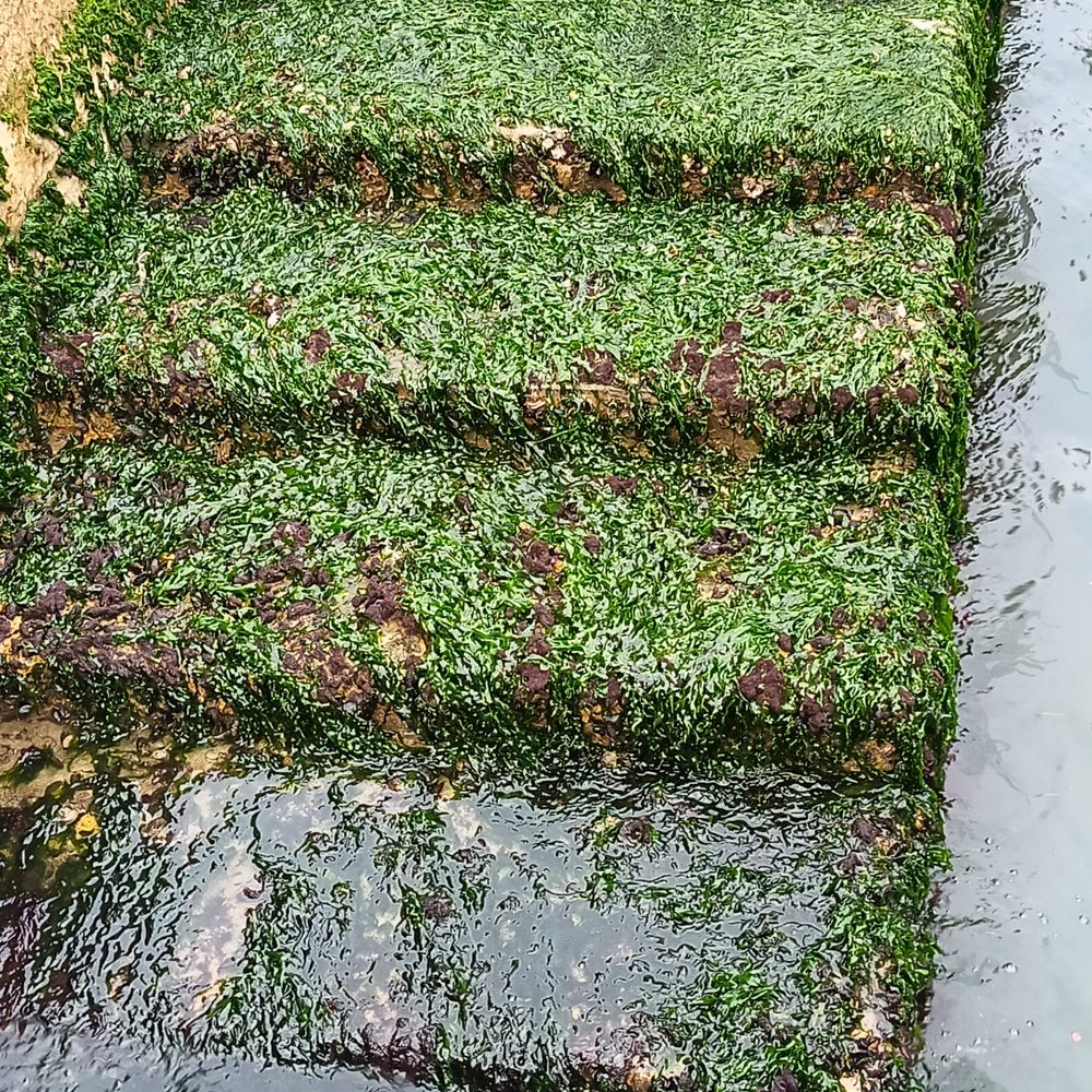 Flaque d’eau accumulée contre le mur extérieur après la pluie sur une terrasse béton.